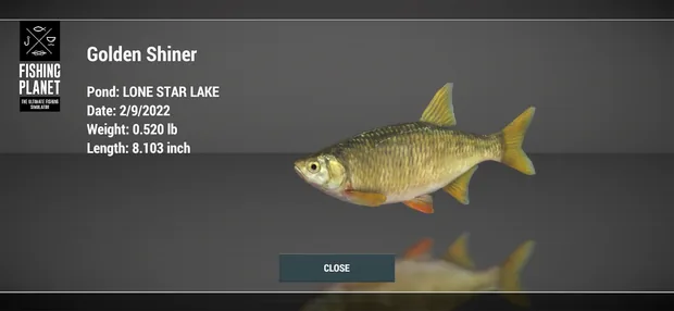 Ficha de captura do Fishing Planet: Golden Shiner em Lone Star Lake a 2/9/2022, com 0.520 lb de peso e 8.103 inch de comprimento