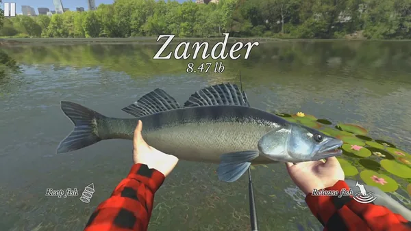 Zander de 8.47 lb segurado com as duas mãos sobre nenúfares, com as opções Keep fish e Release fish nos cantos